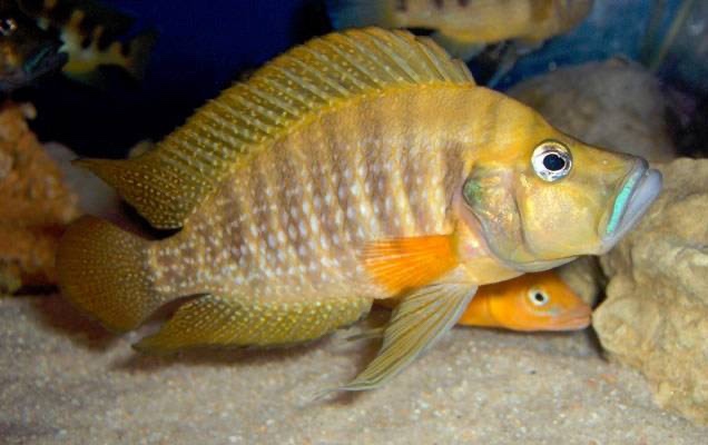 Altolamprologus compressiceps 'Gombe NP'